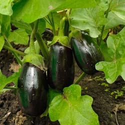 aubergines