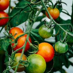 tomates-cerises