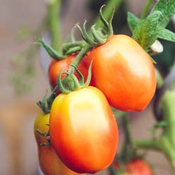 tomates-roma