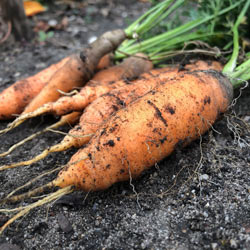 carottes