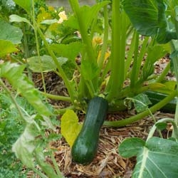 Courgette