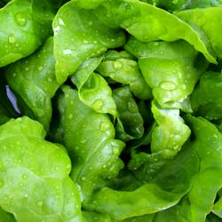 salade